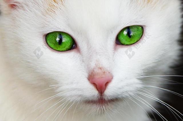 白色宠物猫绿眼睛背景图片
