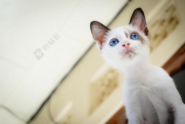 可爱极了动物猫摄影蓝色眼睛特写背景图片