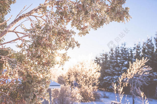 模糊明亮的寒冷的雪光风景冬天背景图片