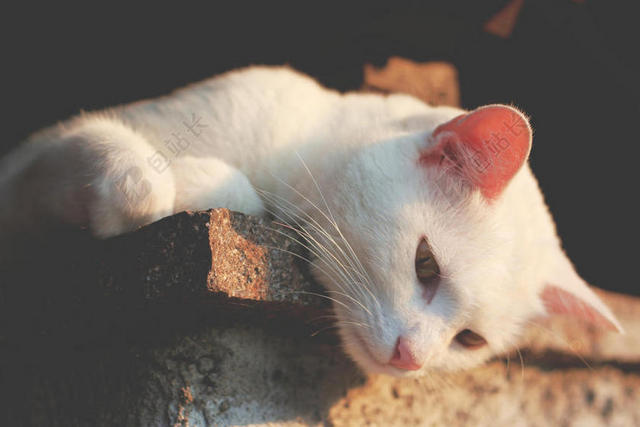 白色动物界可爱趴在墙上探头的小猫背景图片