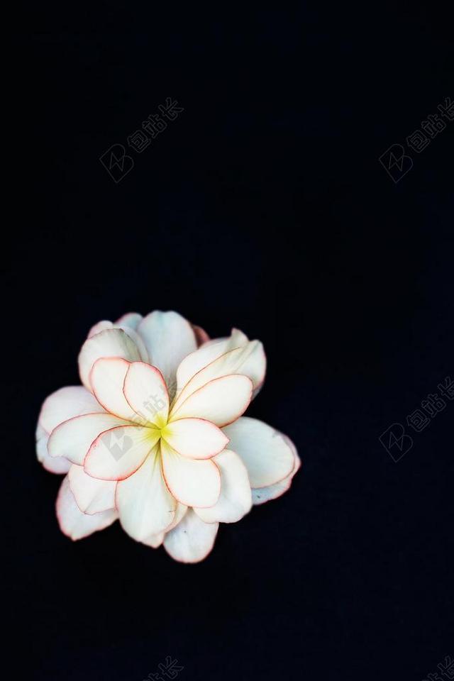 黑色鲜花盛开装饰设计创意背景图片
