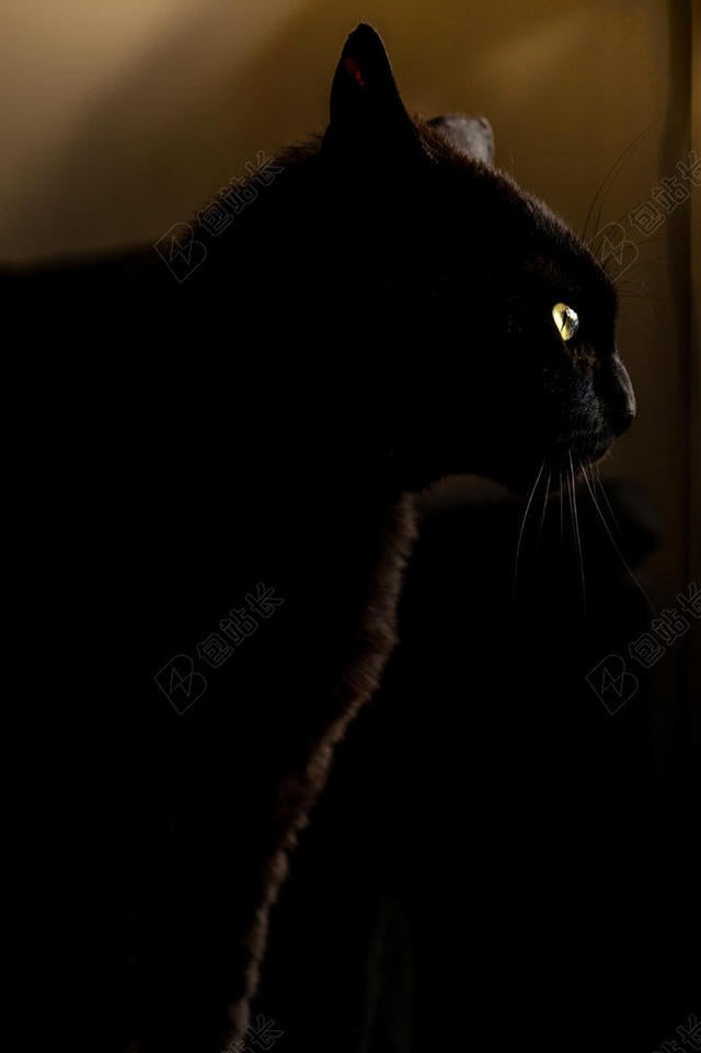 唯美黄昏下的黑猫背景图片