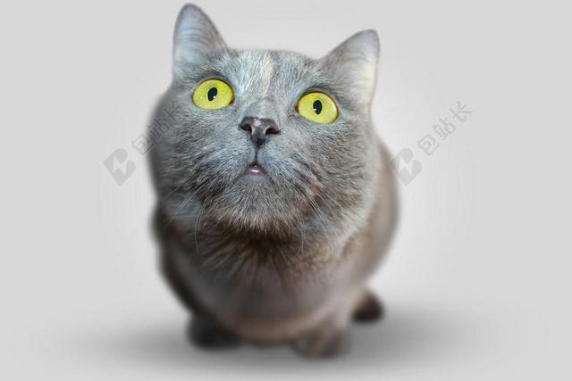 可爱极了 - 动物 - 猫 - 特写 - 可爱的 - 人物特写 - 动物 - 猫