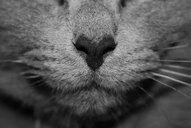 清新猫鼻子特写黑白照片背景图片