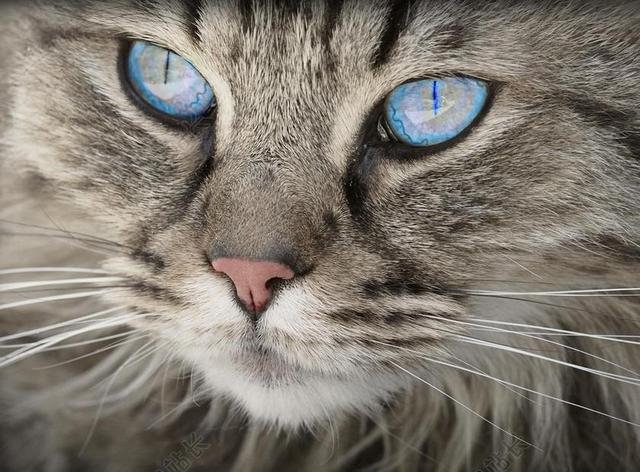 彩色动物棕灰毛色的猫咪面部特写动物猫背景图片