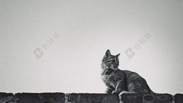 清新趴在栏杆的猫背景图片