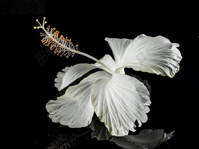 白色开花植物美丽木槿花背景图片