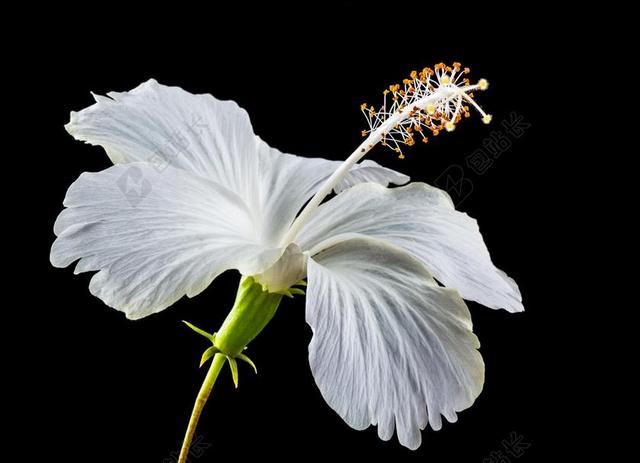 植物唯美花蕾特写背景图片