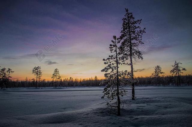 自然清新夕阳下的雪地森林背景图片