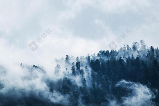 自然白雾笼罩森林背景图片