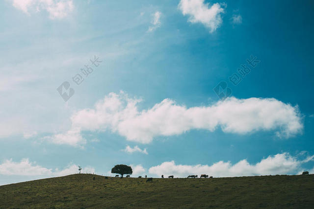 旅游户外动物阴影风景背景图片