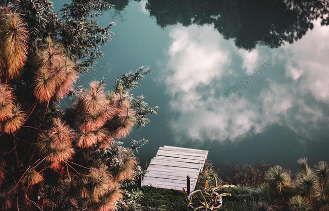 平静的 - 云 - 日光 - 环境 - 森林 - 风景 - 森林 - 天空 - 自然