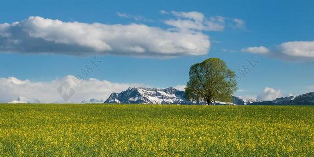 高山 - 蓝色 - 云 - 领域 - 绿色 - 风景 - 夏天 - 天空