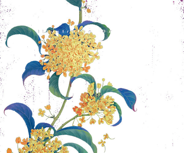 桂花