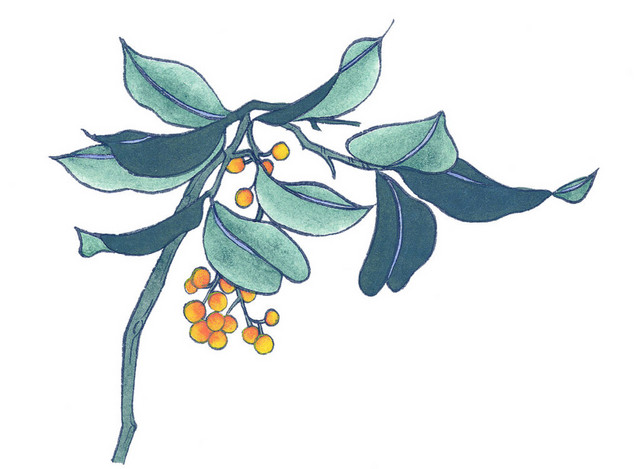桂花