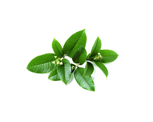 桂花