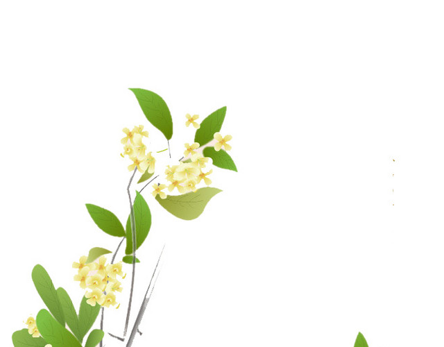 桂花