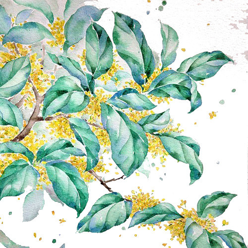 手绘桂花树