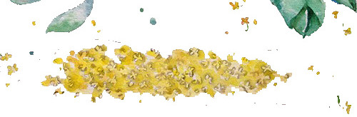 手绘桂花树
