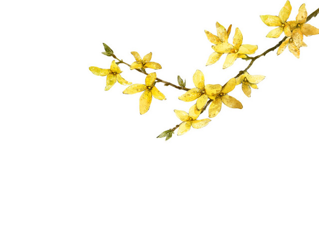 桂花