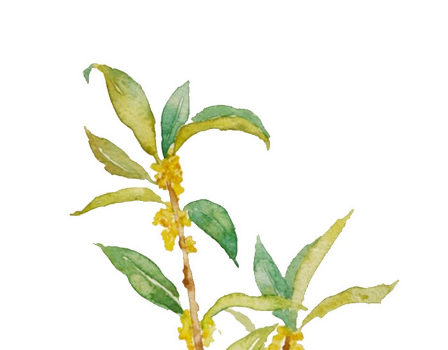 桂花树