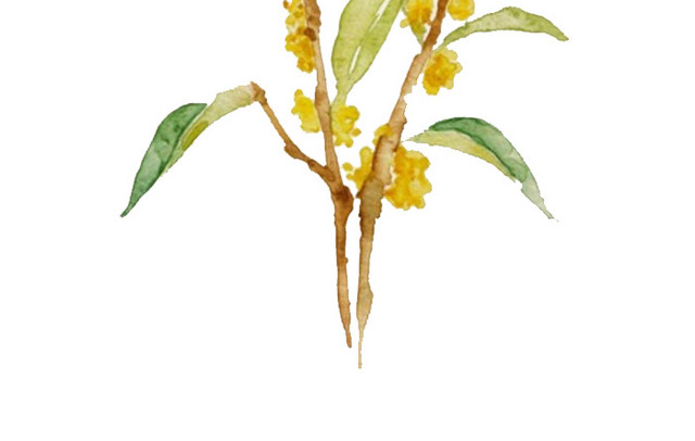 桂花树