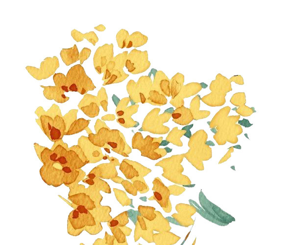 桂花
