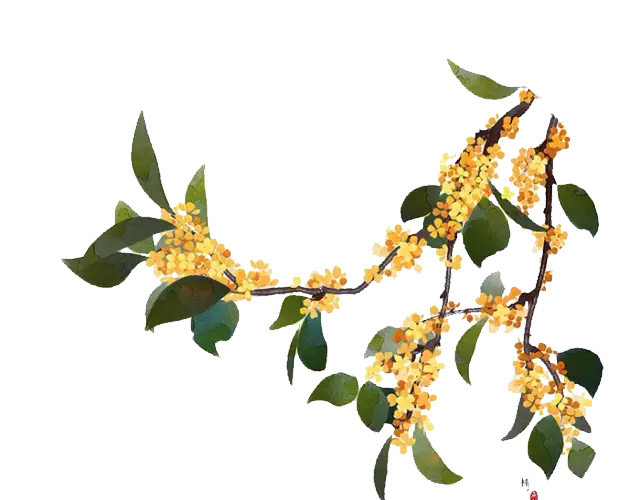 桂花