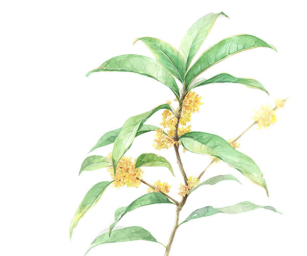桂花树