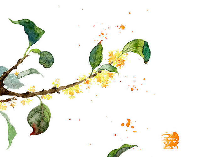 桂花树