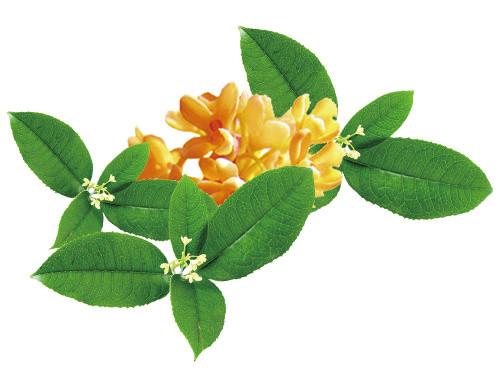 桂花