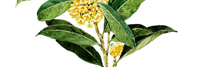 桂花