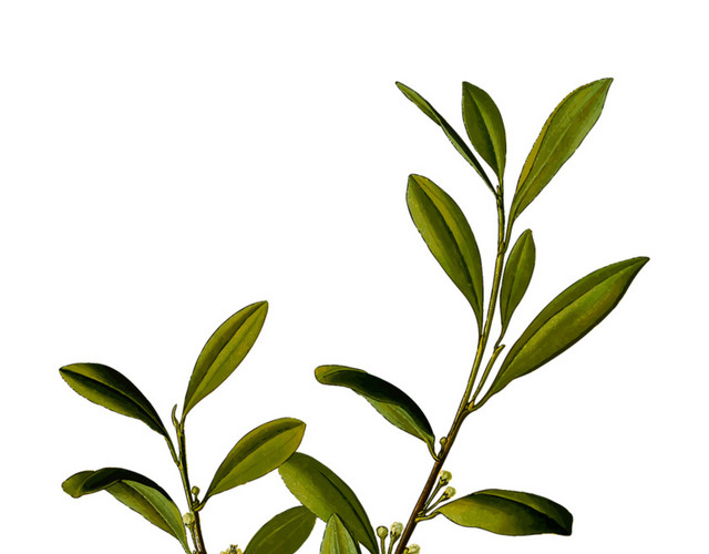 桂花树