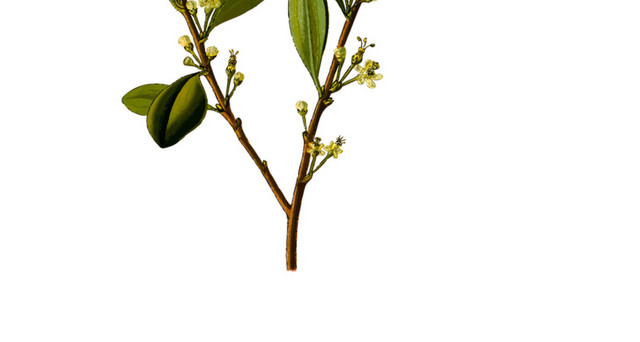 桂花树