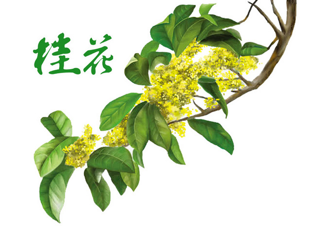 桂花