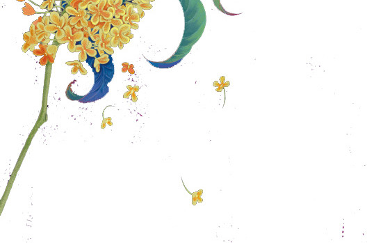 桂花树