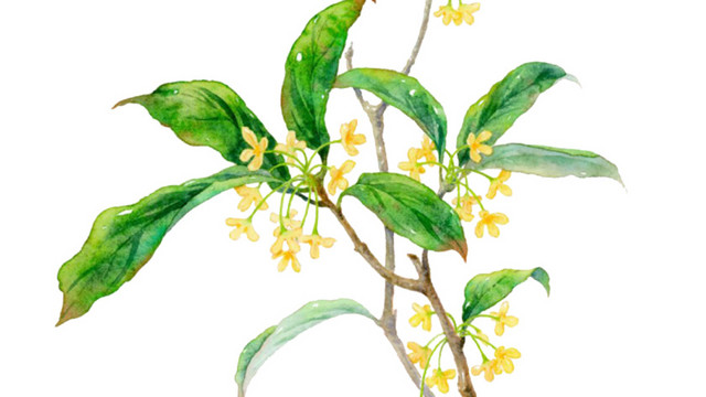 桂花树
