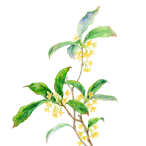 桂花树