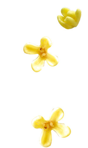 桂花