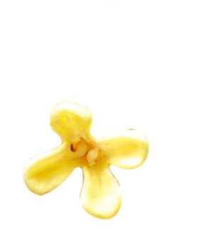 桂花