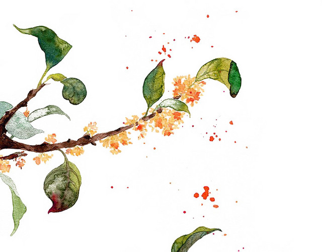 桂花树