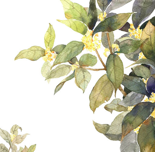 桂花树