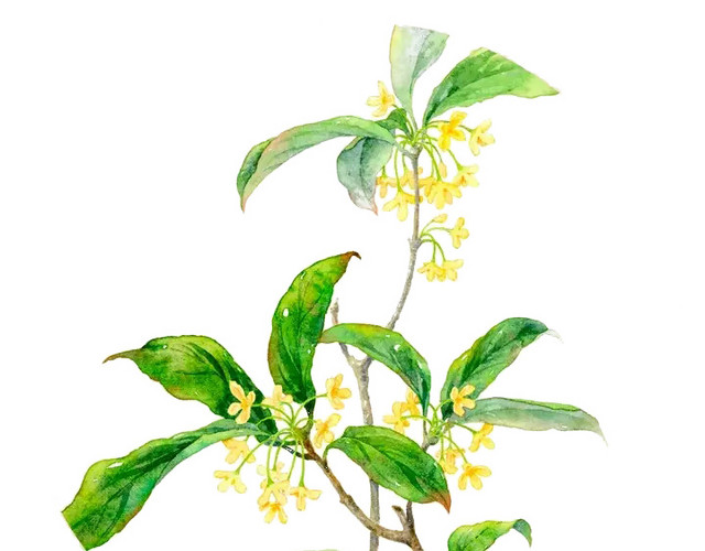 桂花树