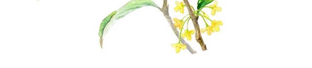 桂花树