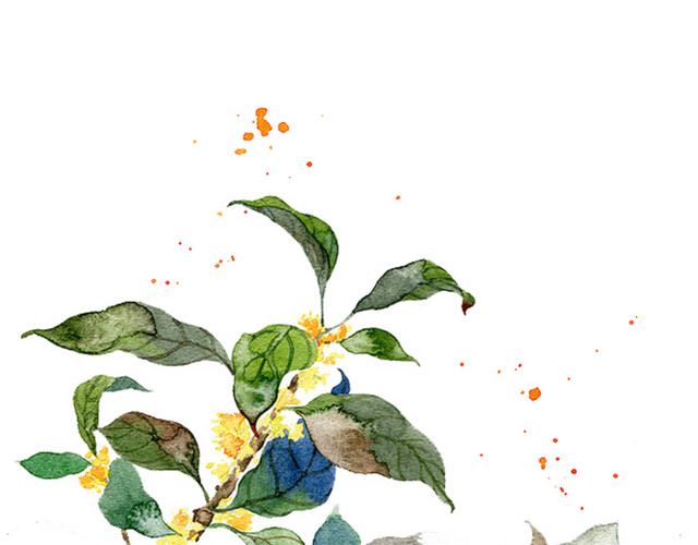 桂花树