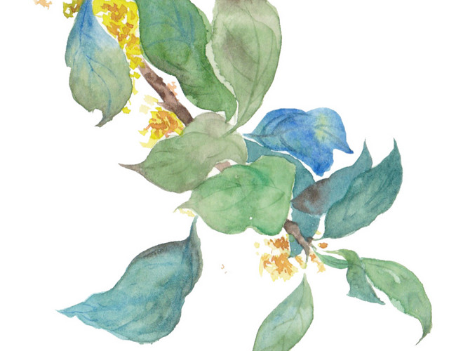 桂花