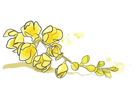 桂花