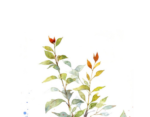 桂花叶