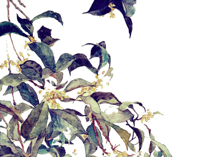 桂花树