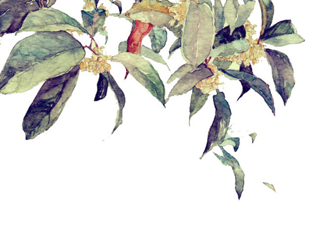 桂花树